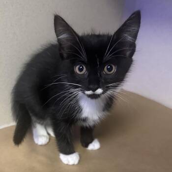 Mimi -  Domestic Short Hair Cat for Adoption in Westhampton, New York - Mimi | PetCurious