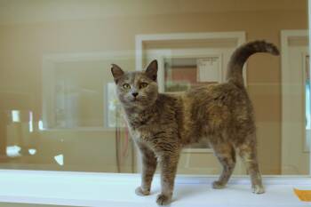 Rescue Dilute Tortoiseshell Cats for Adoption in Urbana, Ohio - Phoebee | PetCurious