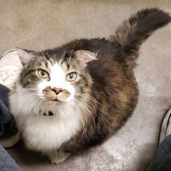 Klaws -  Domestic Long Hair Cat for Adoption in Chicago, Illinois - Klaws | PetCurious