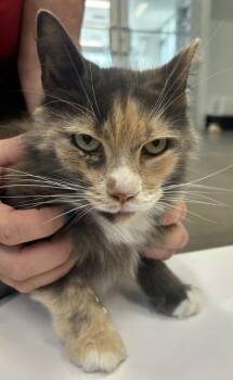 Domestic Short Hair Cats Available for Adoption in West Chester, Pennsylvania - Femmy | PetCurious