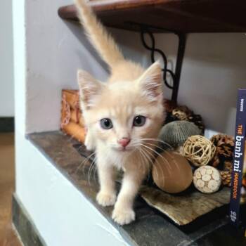 Copper -  Domestic Short Hair Cat for Adoption in Layton, Utah - Copper | PetCurious