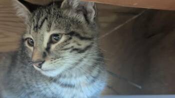 Lark -  Domestic Medium Hair Cat for Adoption in Papillion, Nebraska - Lark | PetCurious