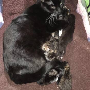 Domestic Short Hair Cats Available for Adoption - Fly C10057 | PetCurious