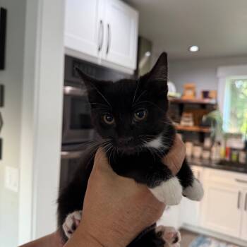 Rescue Domestic Short Hair Cats for Adoption in Ferndale, Washington - Kitten 4 | PetCurious