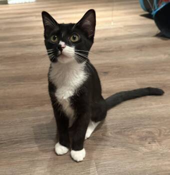 Rescue Tuxedo Cats for Adoption in Fresno, California - Ella Michelle | PetCurious