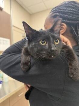 Juno -  Domestic Short Hair Cat for Adoption in Fishers, Indiana - Juno | PetCurious