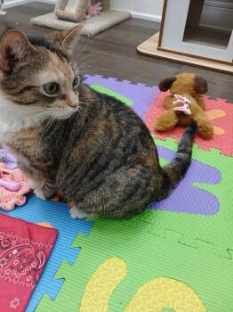 Lolly -  Domestic Short Hair Cat for Adoption in Markham, Ontario - Lolly | PetCurious