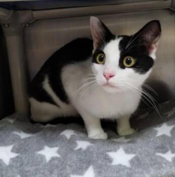 Domestic Short Hair Cats Available for Adoption in Alameda, California - SPYDER | PetCurious
