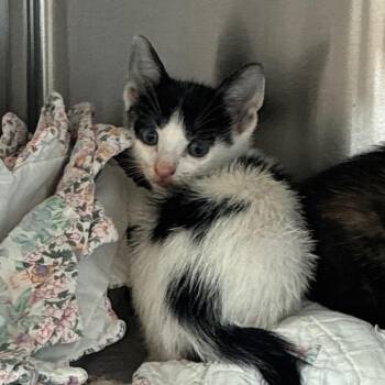 Domestic Short Hair Cats Available for Adoption in Norman, Oklahoma - Eli | PetCurious