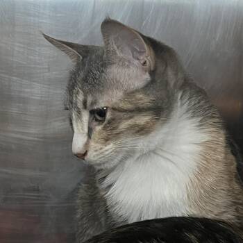 Bubbles -  Domestic Short Hair Cat for Adoption in Matteson, Illinois - Bubbles | PetCurious