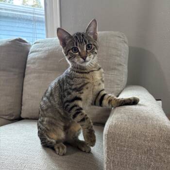 Paige -  Domestic Short Hair Cat for Adoption in Bismarck, North Dakota - Paige | PetCurious