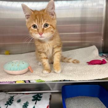 Miso -  Domestic Short Hair Cat for Adoption in Buffalo, New York - Miso | PetCurious
