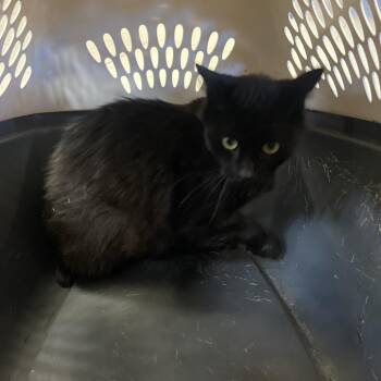 Rutabaga -  Domestic Long Hair Cat for Adoption in Newark, New Jersey - Rutabaga | PetCurious