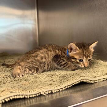 Bones (Blue) -  Domestic Short Hair Cat for Adoption in League City, Texas - Bones (Blue) | PetCurious
