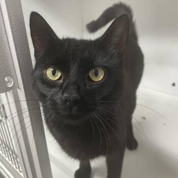 Alucard -  American Shorthair Cat for Adoption in Newberg, Oregon - Alucard | PetCurious