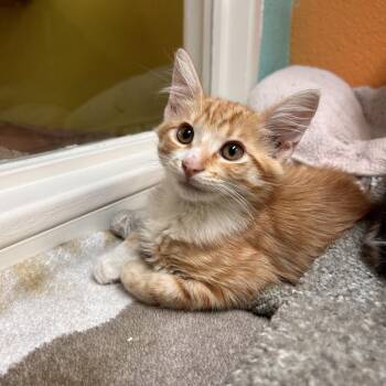 Mr Must -  Domestic Long Hair Cat for Adoption in Fresno, California - Mr Must | PetCurious