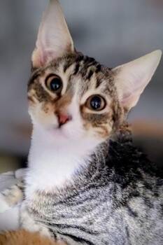Tabby Cats Available for Adoption - Allen | PetCurious