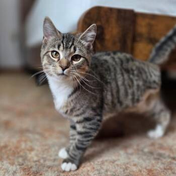 Domestic Short Hair Cats Available for Adoption - Navy (tripod) | PetCurious
