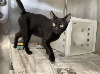 Domestic Short Hair Cats Available for Adoption - METEORITE | PetCurious