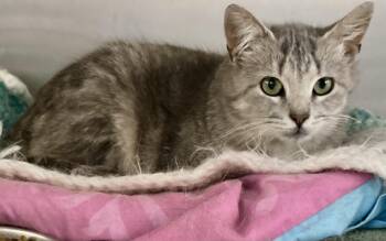 Domestic Medium Hair and Tabby Cats Available for Adoption in Sandusky, Michigan - Arielle | PetCurious