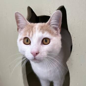 Domestic Short Hair and Tabby Cats Available for Adoption in Burlingame, California - Ezekiel | PetCurious