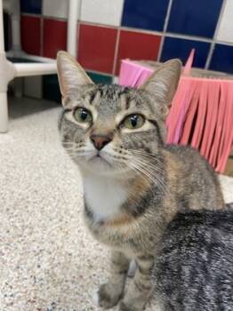 Rescue Domestic Short Hair Cats for Adoption in Houston, Texas - MR. MARSHALL | PetCurious