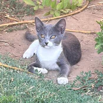 Delilah -  Domestic Short Hair Cat for Adoption in Pasadena, California - Delilah | PetCurious