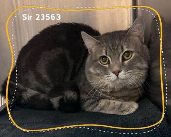 SIR -  Domestic Short Hair Cat for Adoption in Marietta, Georgia - SIR | PetCurious