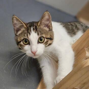 Lizzie -  Domestic Short Hair Cat for Adoption in Bismarck, North Dakota - Lizzie | PetCurious