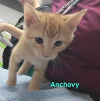 Anchovy -  Domestic Short Hair Cat for Adoption in Fort Worth, Texas - Anchovy | PetCurious