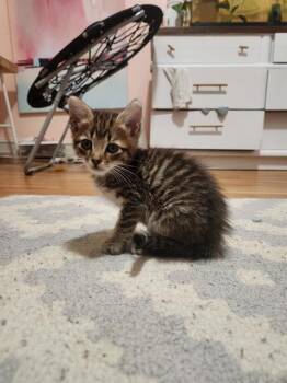 PRINCE -  Domestic Short Hair Cat for Adoption in Charlotte, North Carolina - PRINCE | PetCurious