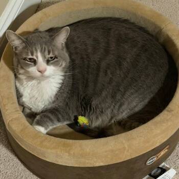 Domestic Short Hair Cats Available for Adoption in Morgan Hill, California - Lucy | PetCurious