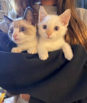 Steve and Reggie -  Snowshoe and Siamese Cat for Adoption in Walnut Creek, California - Steve And Reggie | PetCurious