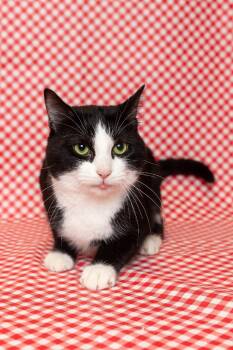 MILO -  Domestic Short Hair Cat for Adoption in Sandusky, Ohio - MILO | PetCurious