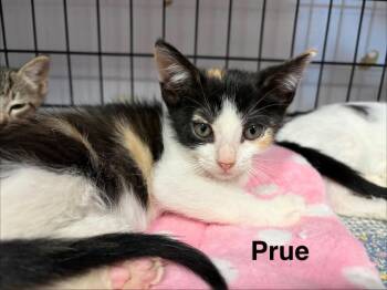 Prue -  Domestic Short Hair Cat for Adoption in Saint Francisville, Louisiana - Prue | PetCurious