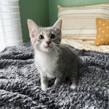 Pancake -  Domestic Short Hair Cat Available for Adoption in Fort Worth, Texas - Pancake | PetCurious