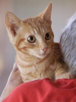 Poe -  Domestic Short Hair Cat for Adoption in North Fort Myers, Florida - Poe | PetCurious