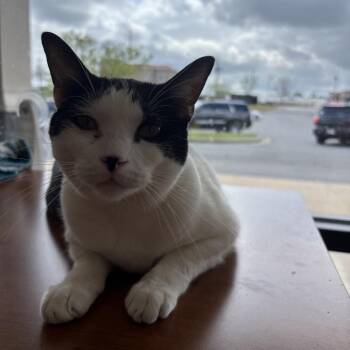 Domestic Short Hair Cats Available for Adoption in Bentonville, Arkansas - Smitty | PetCurious