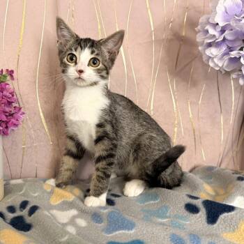 Valentine -  Domestic Short Hair Cat for Adoption in Long Beach, Mississippi - Valentine | PetCurious