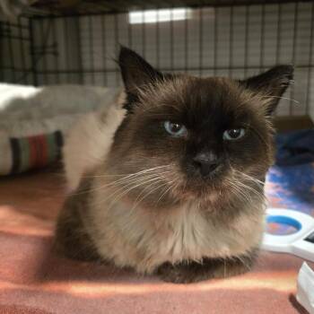 Siamese Cats Available for Adoption - George | PetCurious