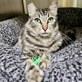 Dandelion -  Domestic Short Hair Cat for Adoption in Oakland, California - Dandelion | PetCurious
