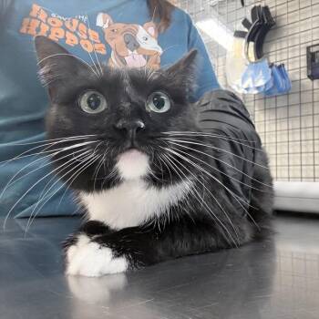 Tessa -  Domestic Short Hair Cat for Adoption in New York, New York - Tessa | PetCurious