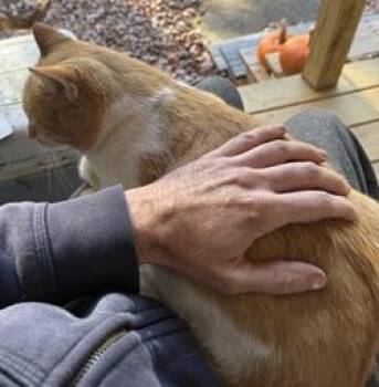 Rescue Tabby Cats for Adoption in Raleigh, North Carolina - Sickles | PetCurious