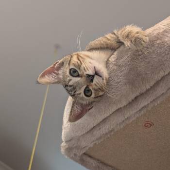 Rescue Tabby Cats for Adoption in Los Altos, California - Monkey - Female Kitten | PetCurious