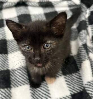 404 -  Domestic Short Hair Cat for Adoption in Tucson, Arizona - 404 | PetCurious