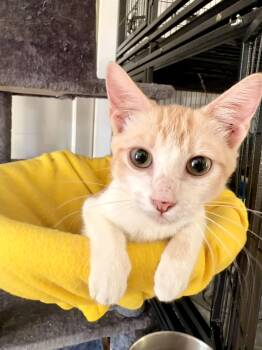 Syx -  Domestic Short Hair Cat for Adoption in Fort Worth, Texas - Syx | PetCurious
