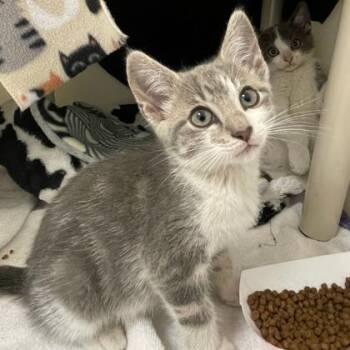 Harry -  Domestic Short Hair Cat for Adoption in Wheaton, Illinois - Harry | PetCurious