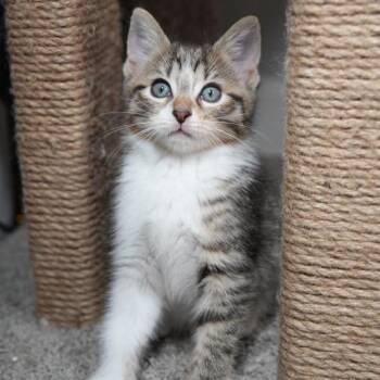 Domestic Short Hair Cats Available for Adoption in Port Richey, Florida - Lumi | PetCurious