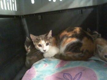 A1267753 -  Domestic Short Hair Cat for Adoption in Charlotte, North Carolina - A1267753 | PetCurious