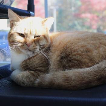 Rescue Domestic Short Hair Cats for Adoption in Gloucester, Virginia - Dancing Queen | PetCurious